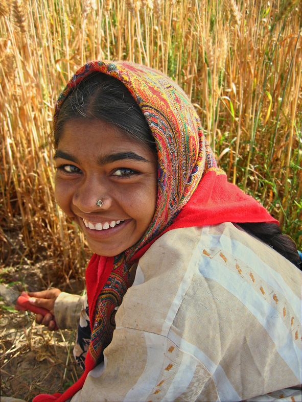 A woman of the Ahir community, which falls within the Yadav group, harvesting wheat in western India. Many Yadavs have taken to non-traditional occupations