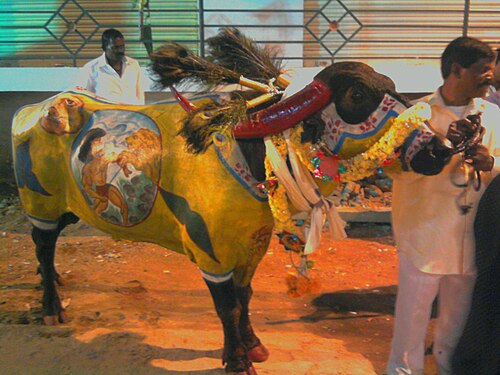 Sadar festival of Yadavs in Hyderabad celebrated during Diwali