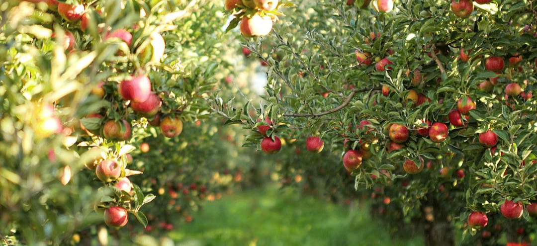 Apple orchards in the Himachal hills, an important source of income and part of the region's agricultural economy