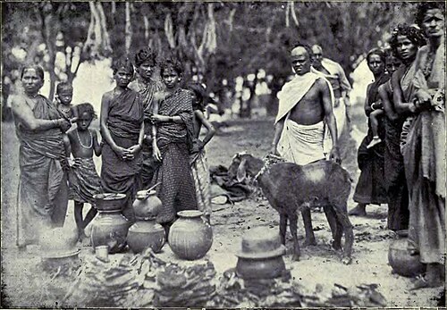 Vanniyars celebrating Pongal, 1909