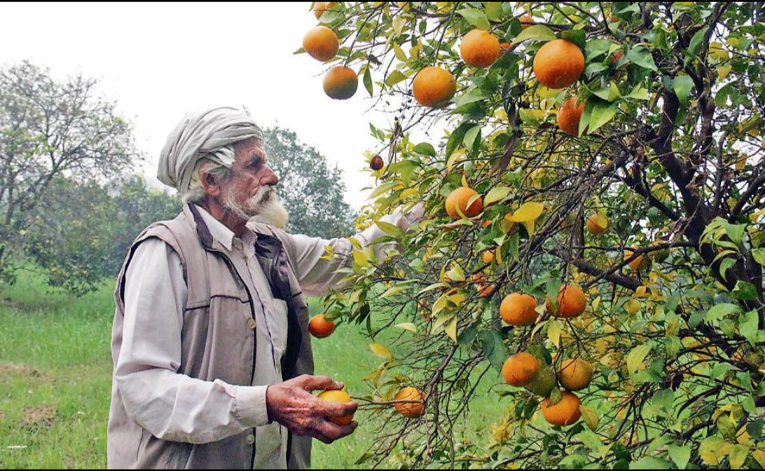 Orchards and horticulture form another important part of agriculture in the Saini heartland.