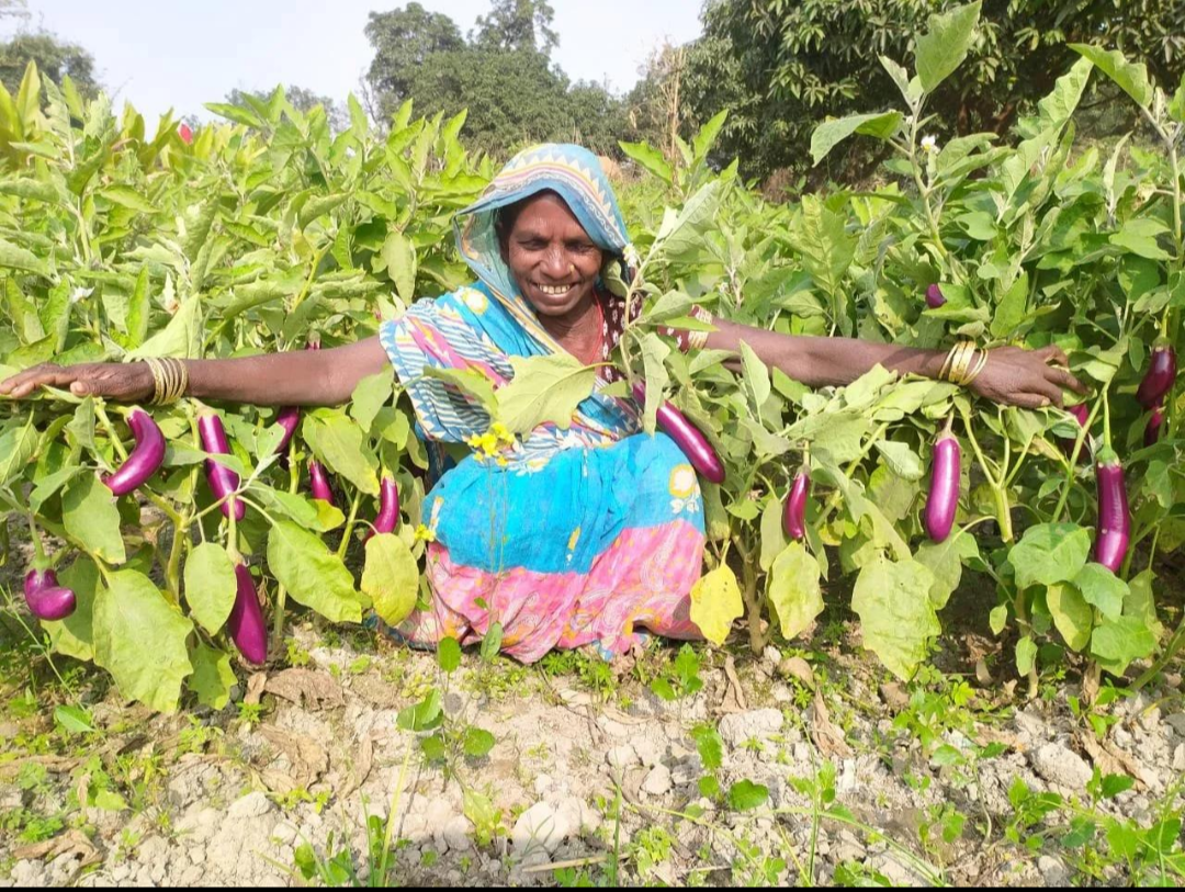 Vegetable cultivation, market gardening and other intensive forms of agriculture have been central to the traditional economic life associated with Kushwaha communities.