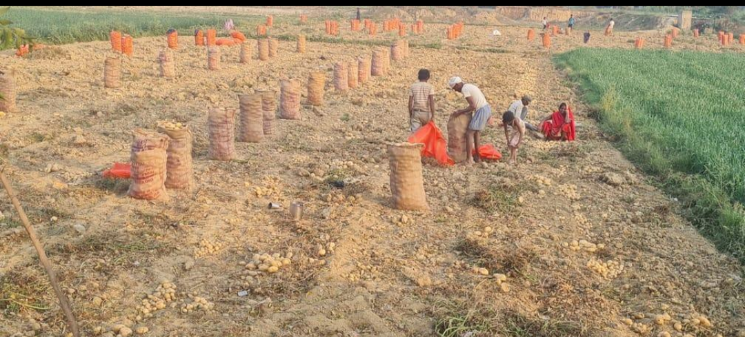 From field to market — vegetables remain an important part of the agricultural economy of the Doab.