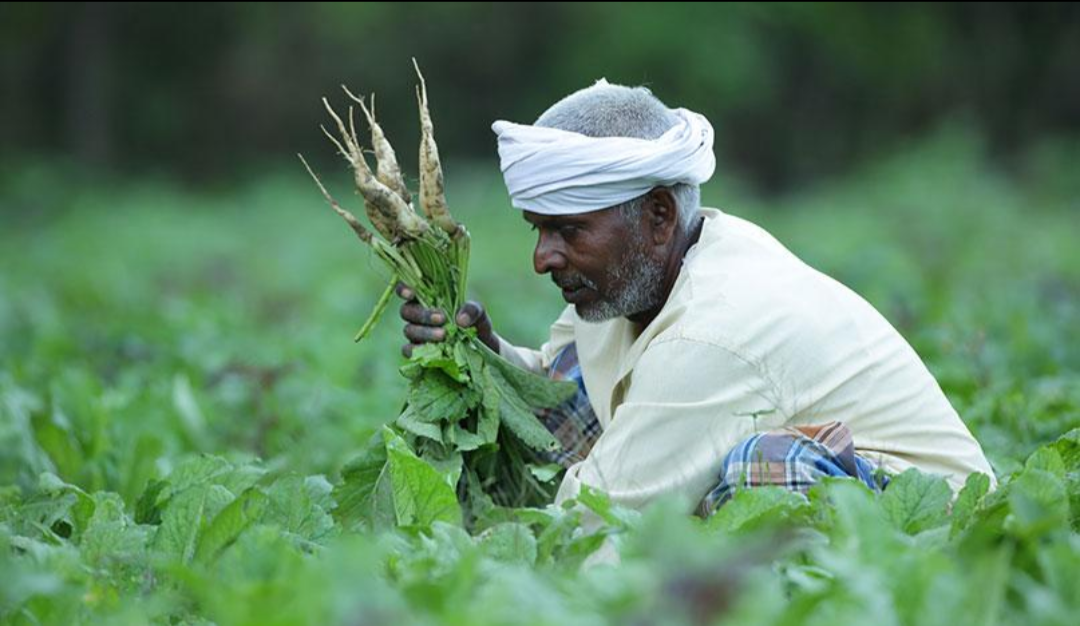 The Maurya community has deep roots in the fertile Gangetic plain, where generations of cultivators developed a tradition of intensive farming and market gardening.
