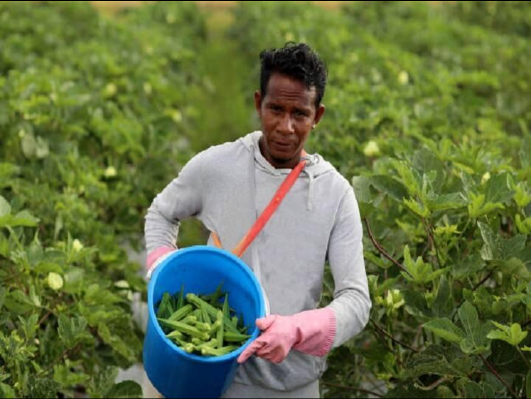 Intensive cultivation of vegetables, potatoes, onions, garlic, sugarcane, fruits and flowers remains an important part of Maurya agricultural life.