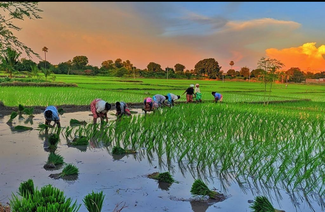 From intensively cultivated fields of the Ganga plain to communities across the oceans, the Maurya story connects agriculture, migration, identity and an evolving search for ancestry.