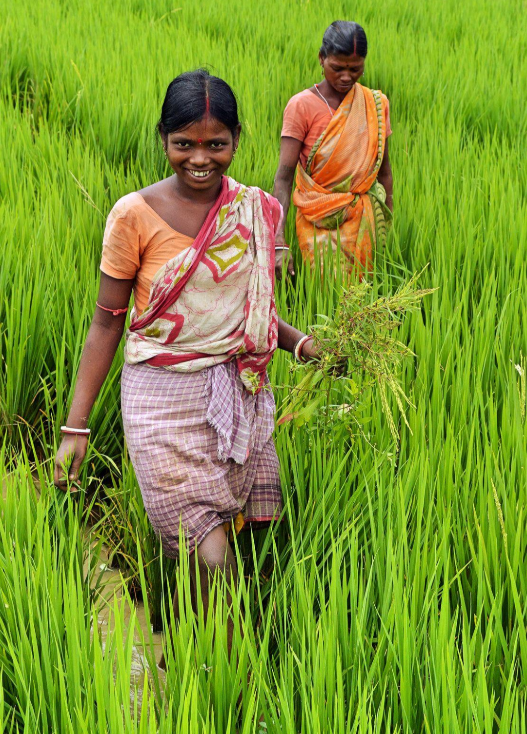 Rice cultivation and seasonal agriculture have long shaped life in the Bengal delta.