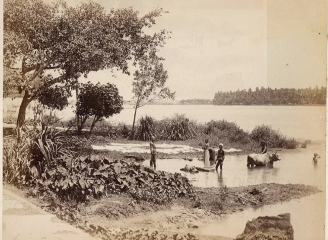 The eastern districts of undivided Bengal formed the historic core of Bhuimali settlement