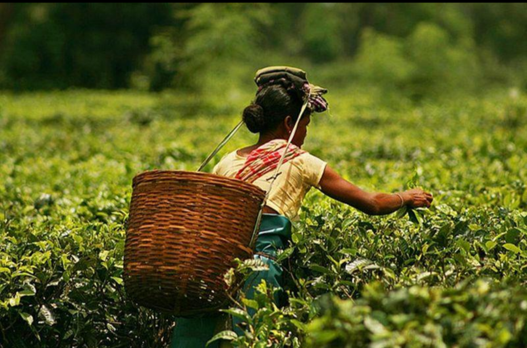 Adivasi tea-garden workers in Assam, representing descendants of migrants from the Chotanagpur region who were recruited for plantation labour.